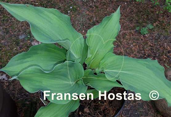 Hosta Jigs Up